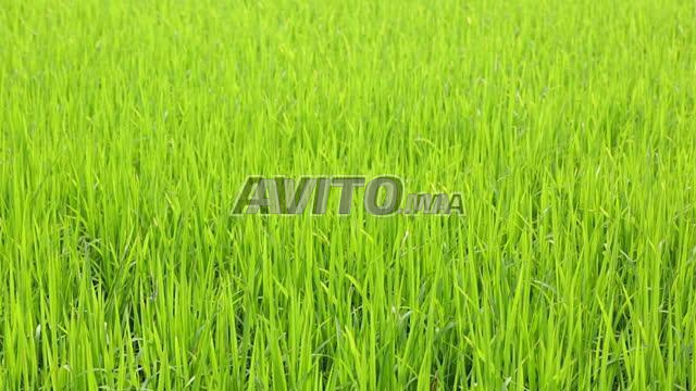 Terrains 4000m 1ha 2ha 5ha A Bouskoura