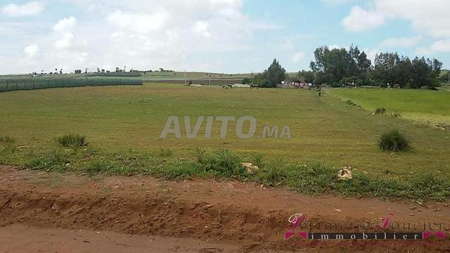 Tnine Chtouka beau terrain à vendre 10000m²