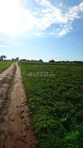 Terrain 10000m2 à beni yekhlef - 2