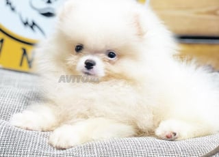 Spitz nain loulou avec passeport