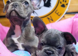 bulldog français bleu Exotic