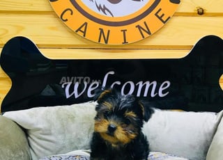 yorkshire toy & terrier