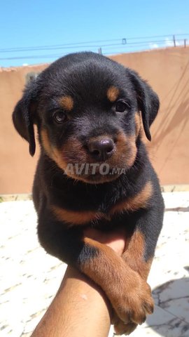 Chien Rot Wellier Animaux A Casablanca Avito Ma Undefined