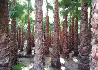 Palmiers Washingtonia 2 M et plus de stipe