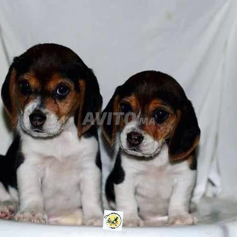 Chiot beagle male et femelle - 2