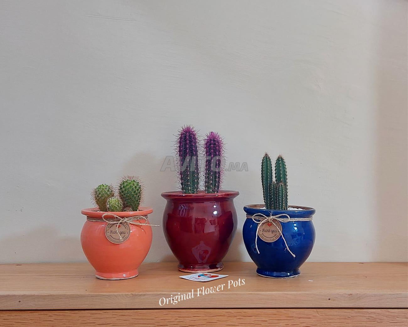 Ensemble de pots avec cactus  - 1