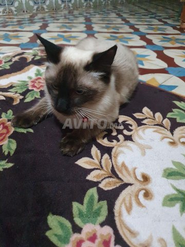 Chat Siamois 6mois Animaux A Nador Avito Ma Undefined