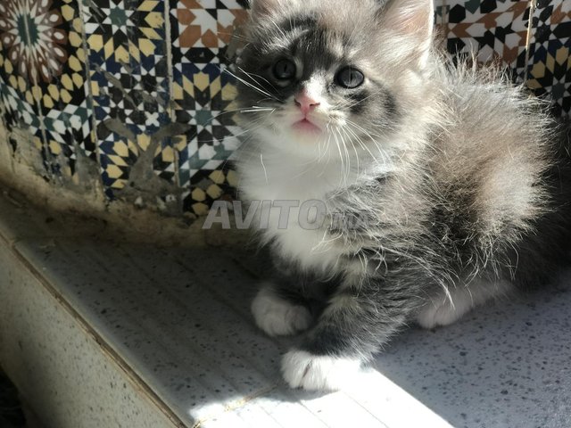 Chat Angora Animaux A El Kelaa Des Sraghna Avito Ma