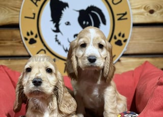 Chiots Cocker