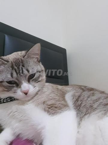 Adorable Chat Castre A Vendre Animaux A Marrakech Avito Ma Undefined