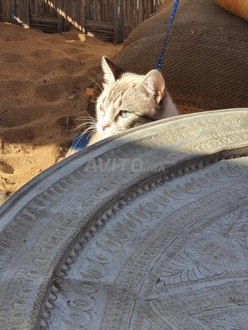 Adorable Chat Castre A Vendre Animaux A Marrakech Avito Ma Undefined