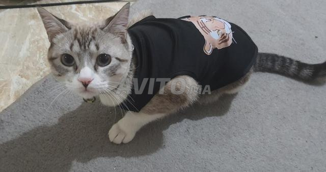 Adorable Chat Castre A Vendre Animaux A Marrakech Avito Ma Undefined