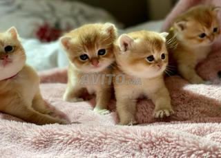 Chatons pure race Scottish straight British