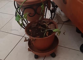 Vases de plantes en fer forgé .