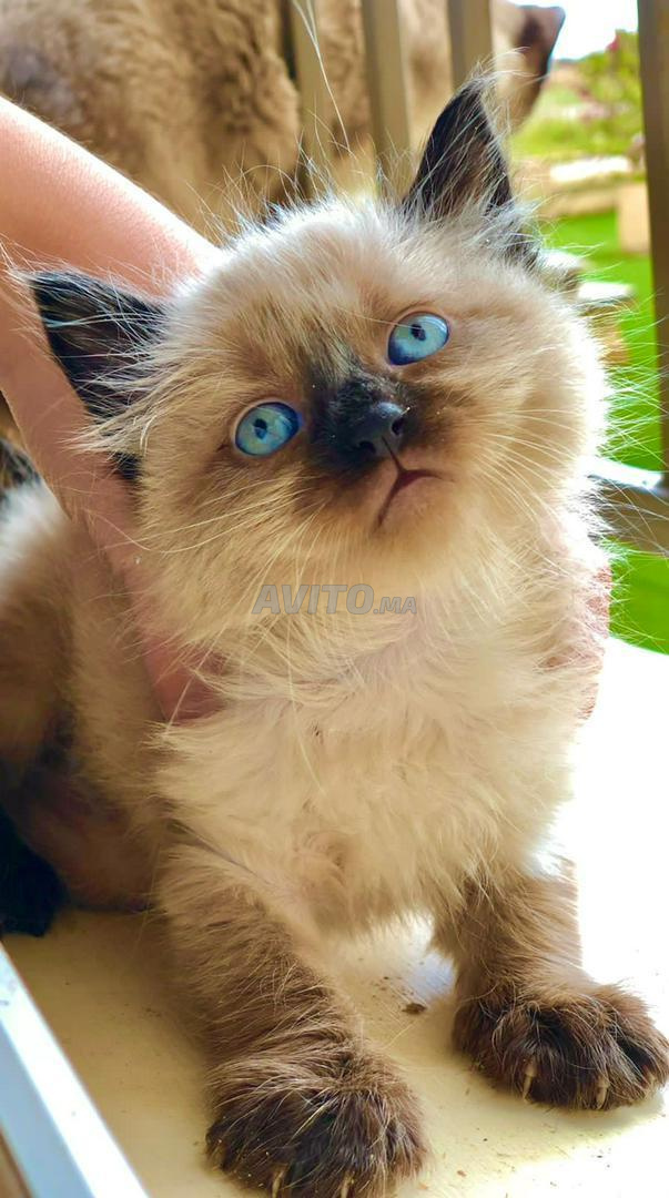 Siamois Pure Race Animaux A Casablanca Avito Ma Undefined