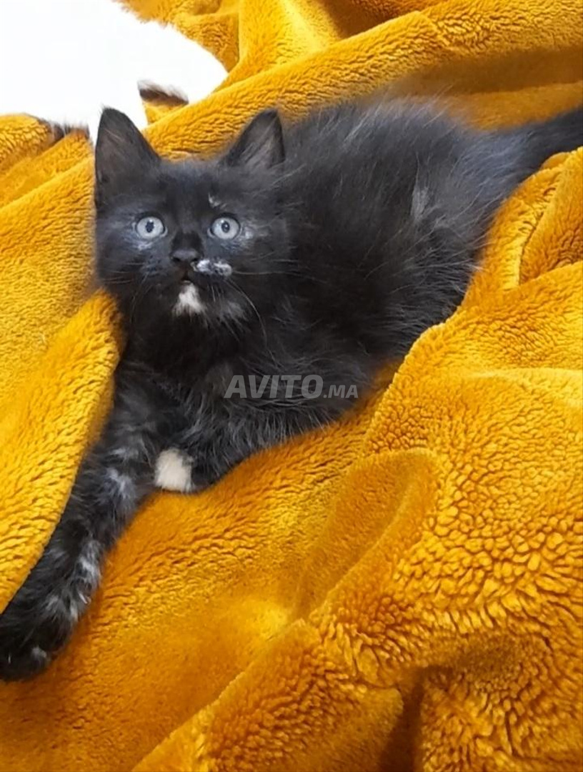 Chat Angora Turc Noir Et Blanc Animaux A Sale Avito Ma Undefined