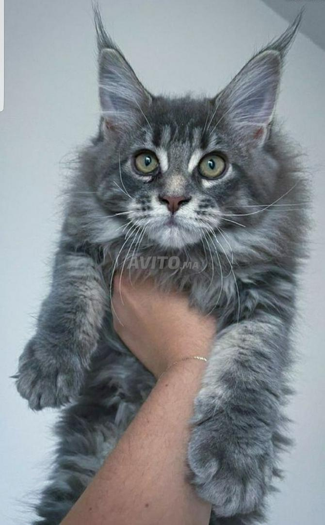 Chaton Maine coon pure race - 1
