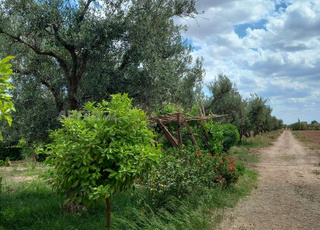 Ferme industrielle de 2.5 Hectares Rte de Fès