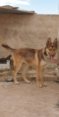 vendre chien haski malinoi - 3