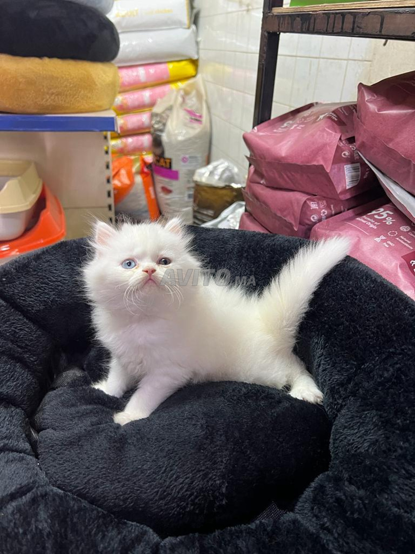 Persan cats Chaton mignon white  - 1