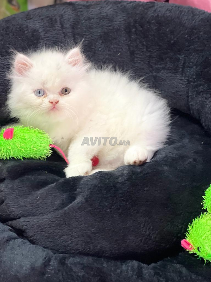 Persan cats Chaton mignon white  - 2
