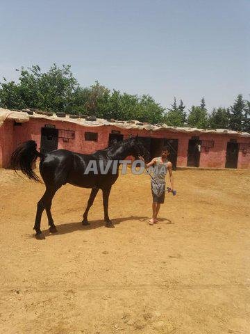 Magnifique cheval arabe barbe tal3 f dem l3arabi - 1