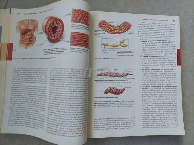 anatomie et physiologie humaines  - 2