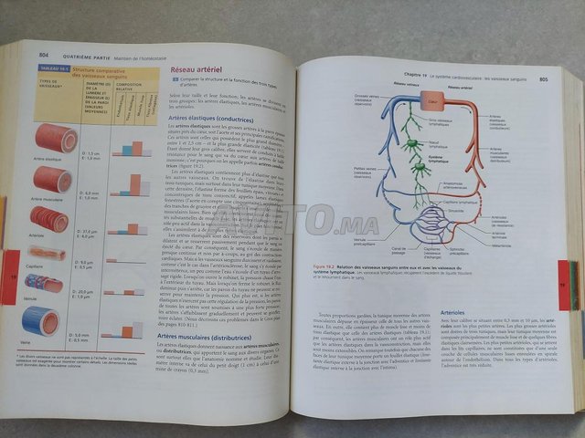 anatomie et physiologie humaines  - 3