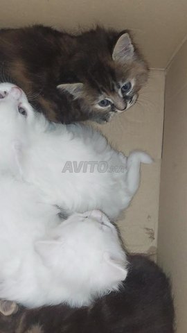 Chat Angora Turc Chaton Blanche Tigre Gris حيوانات أليفة ب بركان Avito Ma