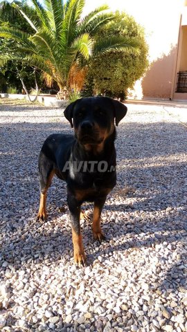 Chienne rottweiler a adopter  - 1