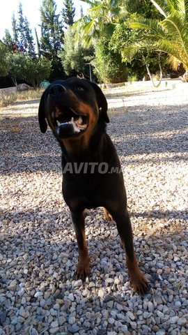 Chienne rottweiler a adopter  - 2