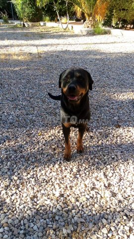 Chienne rottweiler a adopter  - 3