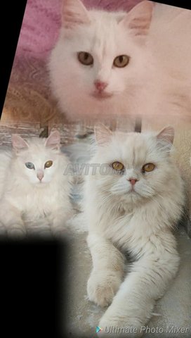 Femelle Angora Et Mal Persan Chinchilla Animaux A Meknes Avito Ma Undefined