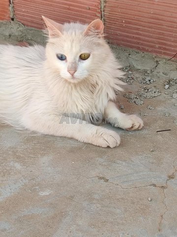 Femelle Angora Et Mal Persan Chinchilla Animaux A Meknes Avito Ma Undefined