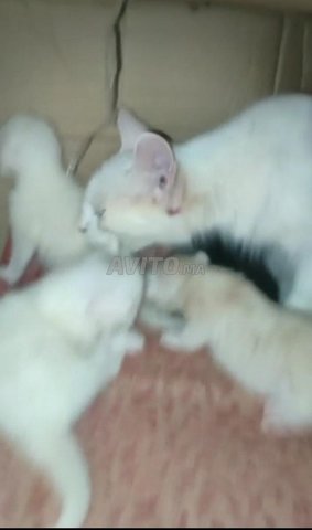 Femelle Angora Et Mal Persan Chinchilla Animaux A Meknes Avito Ma Undefined