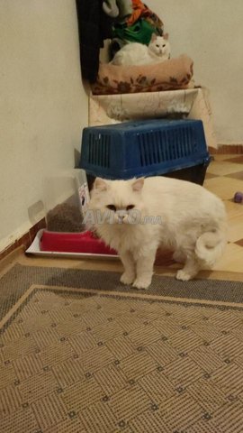 Femelle Angora Et Mal Persan Chinchilla Animaux A Meknes Avito Ma Undefined