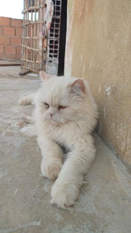 Femelle Angora Et Mal Persan Chinchilla Animaux A Meknes Avito Ma Undefined