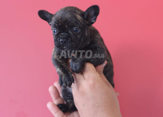 bulldog francais Chiots