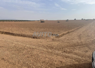 1 hectare agricole titrée 2 km à marjane oujda