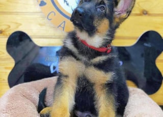 Berger allemand pedigré