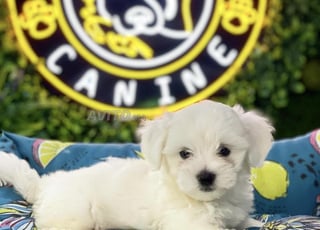 Bichon maltais