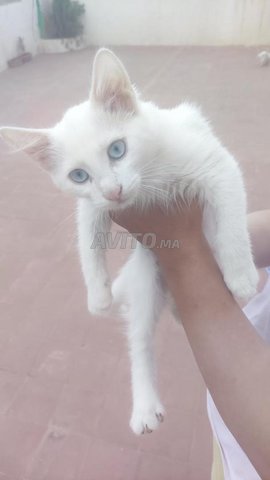 Chat Angora Turc Age De 2 Mois Animaux A Oujda Avito Ma Undefined