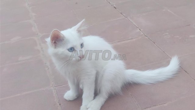 Chat Angora Turc Age De 2 Mois Animaux A Oujda Avito Ma Undefined