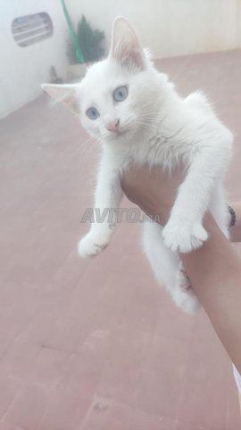 Chat Angora Turc Age De 2 Mois Animaux A Oujda Avito Ma Undefined