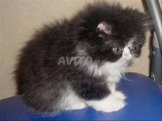 Super Chatons persan race pure - 6