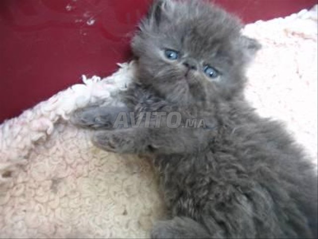 Super Chatons persan race pure - 2