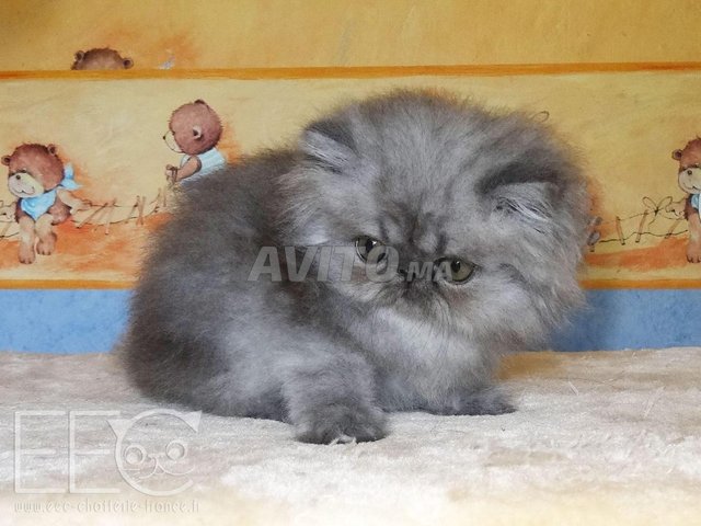 Super Chatons persan race pure - 1