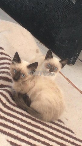 Deux Bebe Chats Siamois Male Femme Animaux A Sale Avito Ma Undefined