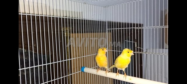 canary a vendre - 5