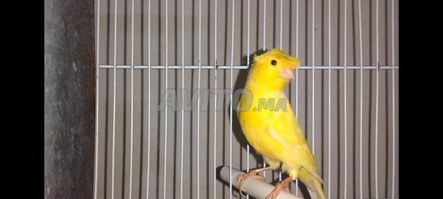 canary a vendre - 1